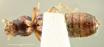 Media type: image;   Entomology 6540 Aspect: habitus ventral view